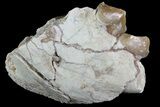 Oreodont Jaw Section With Teeth - South Dakota #81962-1